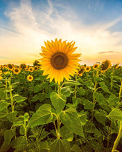 Load image into Gallery viewer, Sunflower Seeds - Mammoth Grey Stripe
