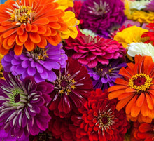 Load image into Gallery viewer, Zinnia Seeds - California Giants
