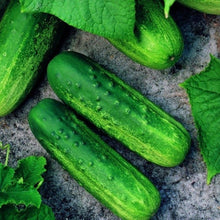 Load image into Gallery viewer, Cucumber Seeds - Pioneer F1 Cucumber
