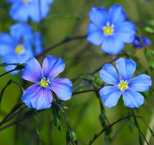 Load image into Gallery viewer, Flax Seeds - Blue Linum
