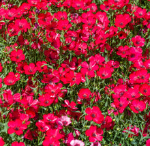 Load image into Gallery viewer, Flax Seeds - Scarlet Linum
