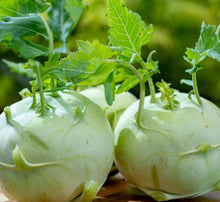 Load image into Gallery viewer, Kohlrabi Seeds - Giant White
