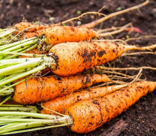 Load image into Gallery viewer, Carrot Seeds - Little Finger
