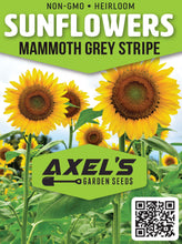 Load image into Gallery viewer, Sunflower Seeds - Mammoth Grey Stripe
