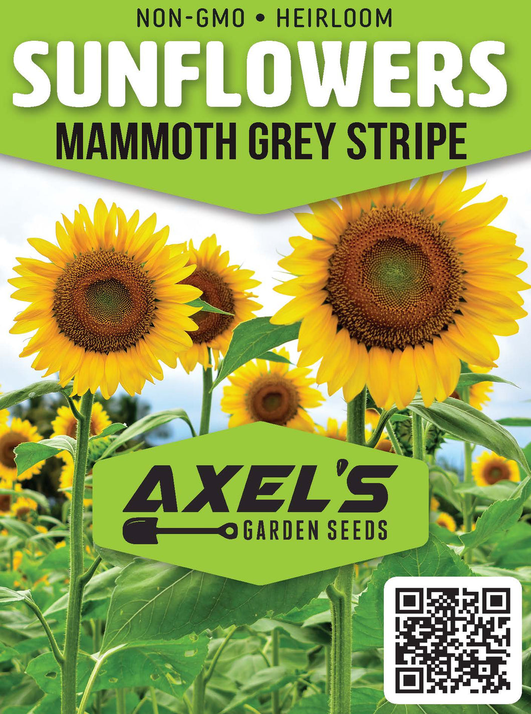 Sunflower Seeds - Mammoth Grey Stripe