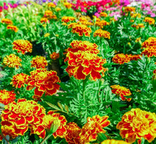 Load image into Gallery viewer, Marigold Seeds - Sparky Mix
