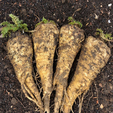 Load image into Gallery viewer, Parsnip Seeds - Hollow Crown
