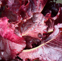 Load image into Gallery viewer, Lettuce Seeds - Ruby Red Leaf
