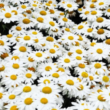 Load image into Gallery viewer, Shasta Daisy Seeds - Alaskan
