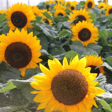 Load image into Gallery viewer, Sunflower Seeds - Sunspot
