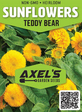 Load image into Gallery viewer, Sunflower Seeds - Teddy Bear
