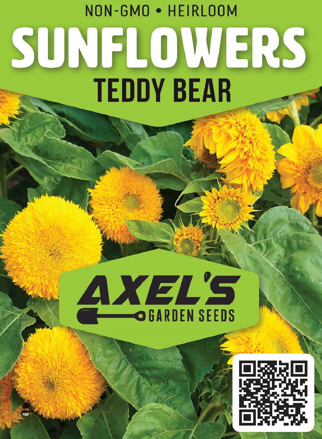 Sunflower Seeds - Teddy Bear