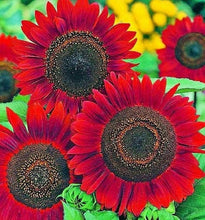 Load image into Gallery viewer, Sunflowers - Velvet Queen
