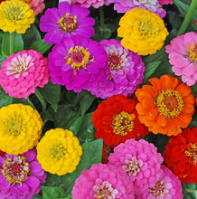 Load image into Gallery viewer, Zinnia Seeds - Lilliput Mix
