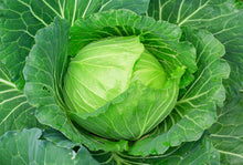 Load image into Gallery viewer, Cabbage Seeds - Copenhagen Market
